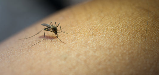 Light It Up, Keep Bugs Down – The Natural Way to Beat Mosquitoes