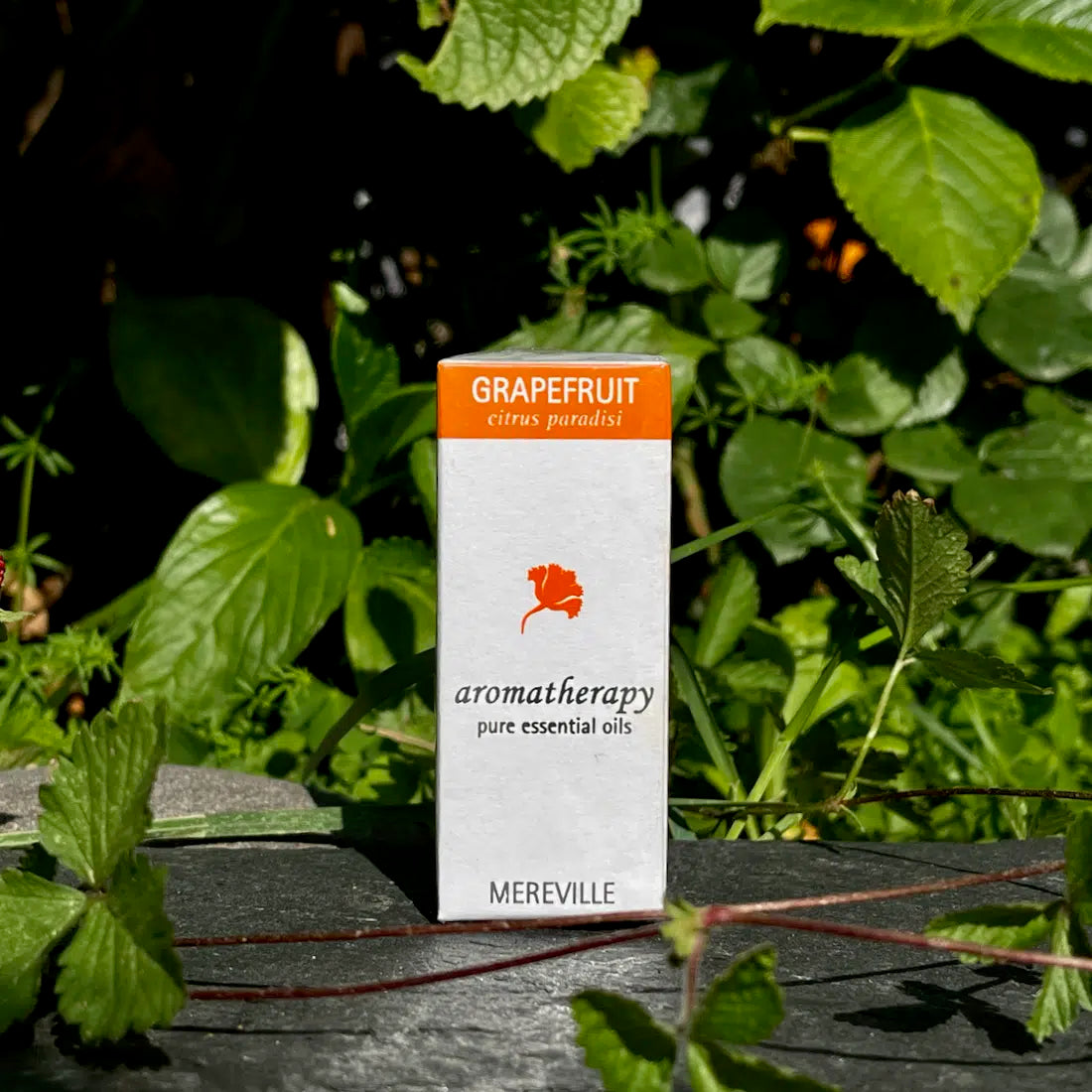 Grape Fruit Essential Aromatherapy Oil Grape Fruit Essential Aromatherapy Oil
