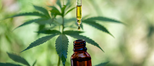 Hemp-Seed Oil: The Quiet Superhero in Your Wellness Kit